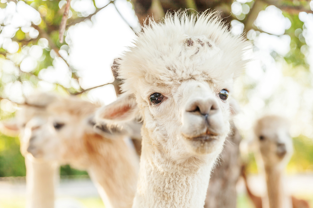 5R Alpacas, Alpaca Farm